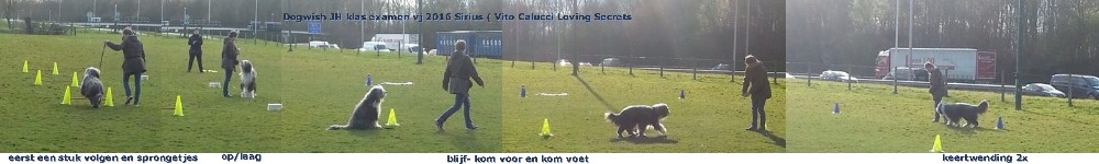 impressie examen Sirius hondenschool Dogwish